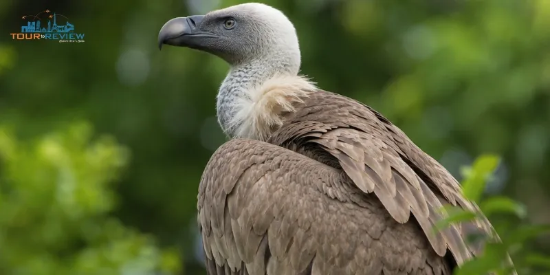 Vulture population in india